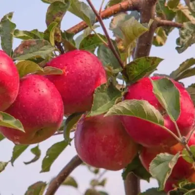 Яблоня РОЖДЕСТВЕНСКОЕ в Гомеле