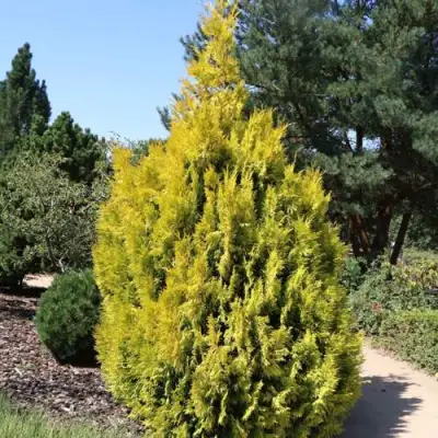 Туя СТОУНХАМ ГОЛД складчатая в Гомеле