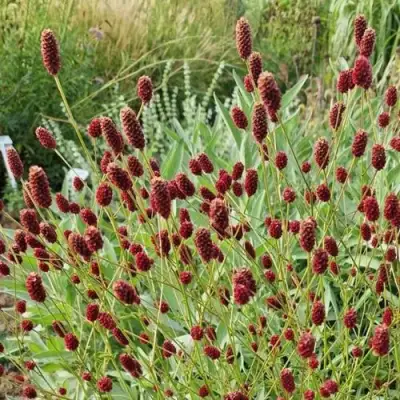 Кровохлебка БИТЛВИНГЗ в Гомеле