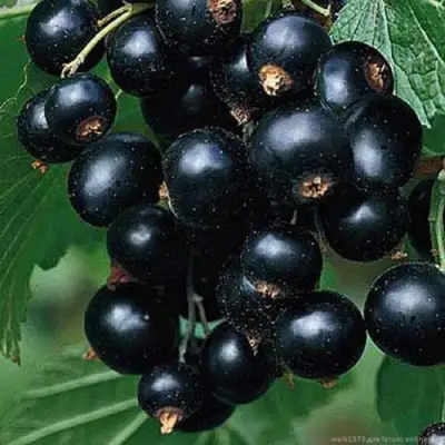 Смородина черная БЕН КОНАН в Гомеле