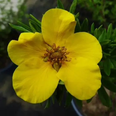 Лапчатка ГОЛДФИНГЕР кустарниковая в Гомеле