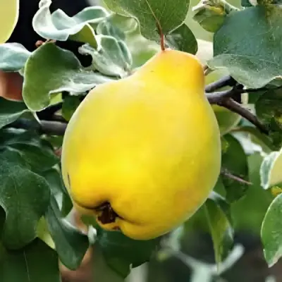 Айва МИР в Гомеле