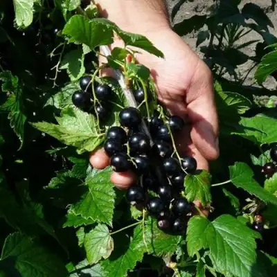 Смородина чёрная СЕЛЕЧЕНСКАЯ в Гомеле