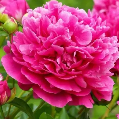 Пион НОЧНЫЕ ГРЕЗЫ древовидный в Гомеле