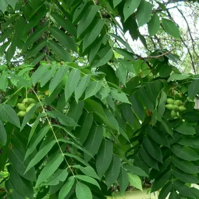 Орех МАНЬЧЖУРСКИЙ в Гомеле
