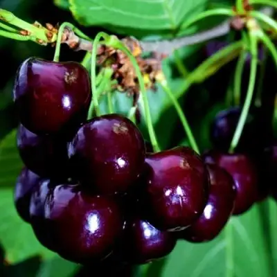 Дюк НОЧКА в Гомеле