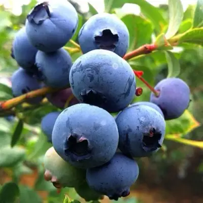 Голубика ДЮК в Гомеле