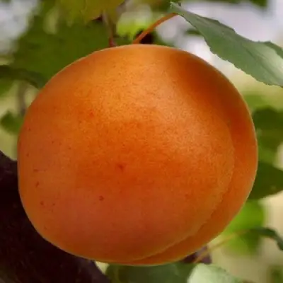 Абрикос ОЛИМП в Гомеле