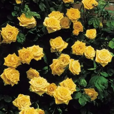 Роза ЛАНДОРА чайно-гибридная в Гомеле