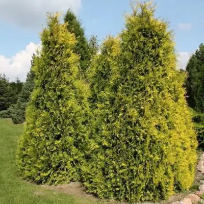 Туя АУРЕОСПИКАТА западная в Гомеле