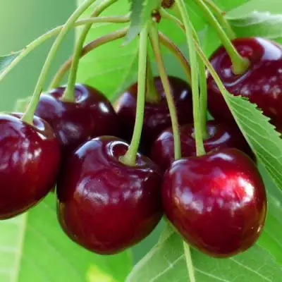 Дюк ЖИВИЦА (ЧЕРЕВИШНЯ) в Гомеле