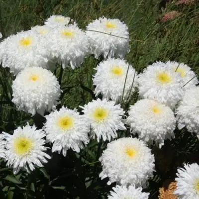 Нивяник ФИОНА ГОГХИЛЛ великолепный в Гомеле