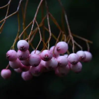 Рябина ПЕКИНСКАЯ сладкоплодная в Гомеле