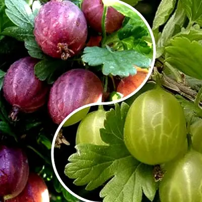 Комплект РЕДКИЙ СЧАСТЛИВЧИК в Гомеле