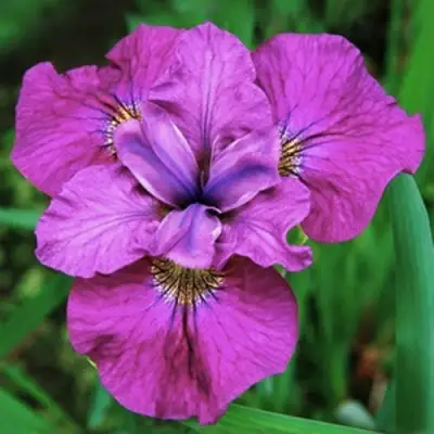 Ирис СИ Я ЛЕЙТЕР сибирский в Гомеле