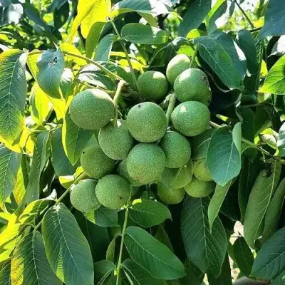 Грецкий орех  ИЗЯЩНЫЙ в Гомеле