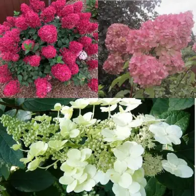 Комплект САД ЭМОЦИЙ в Гомеле