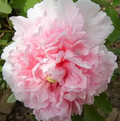 Пион БУКЕТ РОЗОВЫХ ГВОЗДИК древовидный в Гомеле