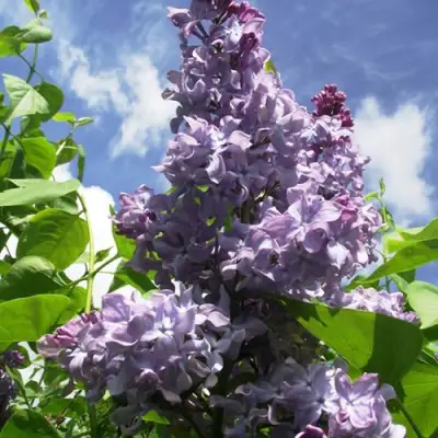 Сирень КРЫЛЬЯ НАДЕЖДЫ в Гомеле