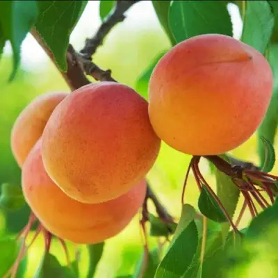 Абрикос ДЕБЮТ в Гомеле