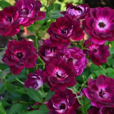 Роза БУРГУНДИ АЙС флорибунда в Гомеле