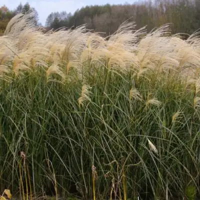 Мискантус ВАНИЛЛА СКАЙ китайский в Гомеле