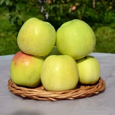 Яблоня БИРСКОЕ ГРУШЕВОЕ (БИЧИК) в Гомеле