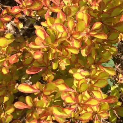 Барбарис САММЕР САНСЕТ тунберга в Гомеле