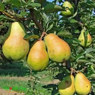 Груша ДОБРЯНКА в Гомеле