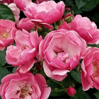 Роза АНГЕЛА флорибунда в Гомеле