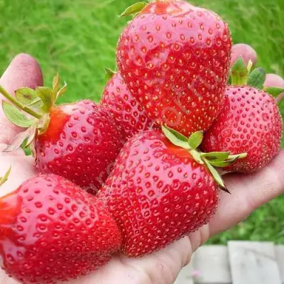 Клубника ЭЛИАНЕ в Гомеле