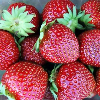 Клубника МАЛЬВИНА в Гомеле