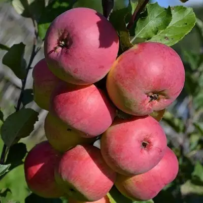 Яблоня ВЭМ-РОЗОВЫЙ в Гомеле