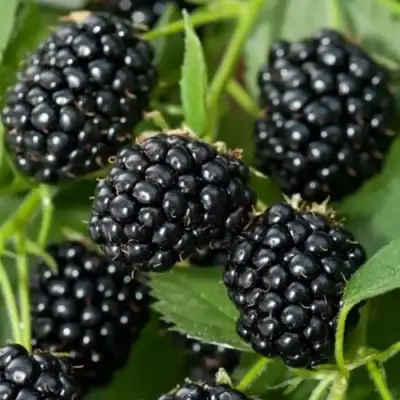 Ежевика ТРИПЛ КРАУН бесшипная  в Гомеле