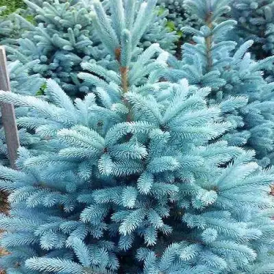 Ель МАДЖЕСТИК БЛЮ колючая в Гомеле