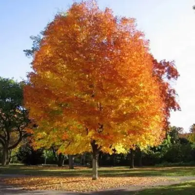 Клен серебристый в Гомеле