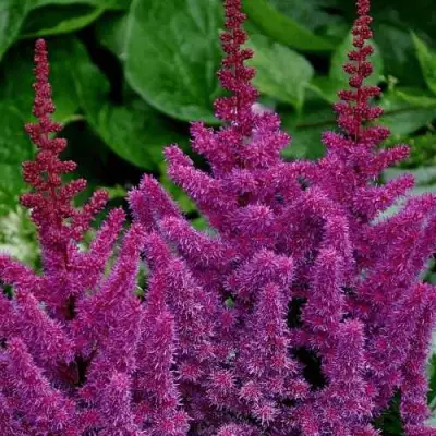 Астильба БЛЭК ЭНД БЛУ китайская в Гомеле