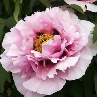 Пион РОЗОВАЯ РЕКА древовидный в Гомеле