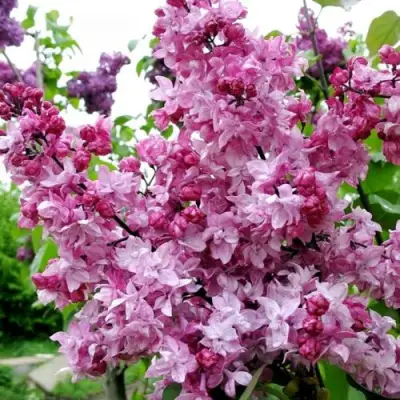 Сирень ОЛИМПИАДА КОЛЕСНИКОВА в Гомеле