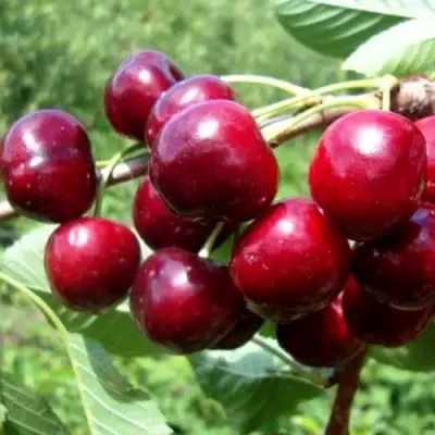 Вишня ВЯНОК в Гомеле