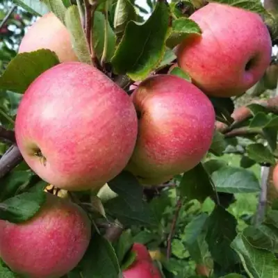 Яблоня ТЕРЕМОК в Гомеле