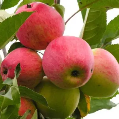 Яблоня МЕЧТА в Гомеле