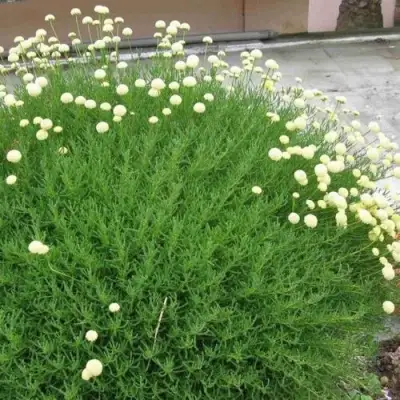 Сантолина зеленеющая в Гомеле