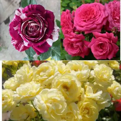 Комплект РОЗОВЫЙ АКЦЕНТ в Гомеле