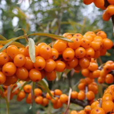 Облепиха РОСИНКА в Гомеле