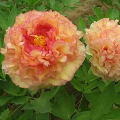 Пион ЗОЛОТАЯ РОССЫПЬ древовидный в Гомеле