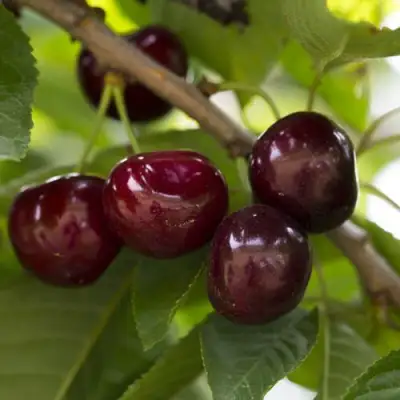 Вишня ЛАСУХА в Гомеле