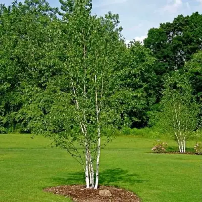 Береза бумажная в Гомеле