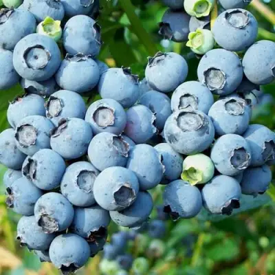 Голубика ПУРУ в Гомеле