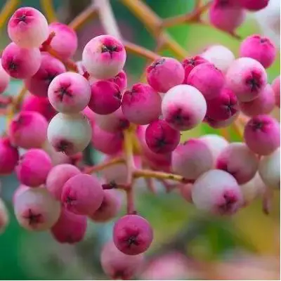 Рябина ПИНК сладкоплодная в Гомеле